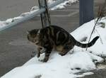 (243'837) - Katze am 13.