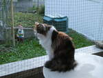 (255'418) - Katze Nimerya am 18.