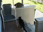 (255'444) - Kater Shaggy hat  Besuch  am 20.