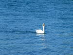 (255'453) - Schwan am 20. September 2023 beim Schadaupark bei Thun