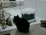 (257'343) - Kater Shaggy bewundert den Schnee am 2.