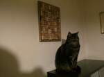 (258'481) - Kater Shaggy auf der Vitrine am 8.
