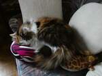 (258'504) - Nymeria auf dem Sofa am 8.