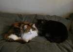 (258'647) - Nymeria und Shaggy auf dem Bett am 12.