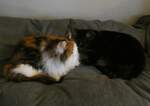 (258'648) - Nymeria und Shaggy auf dem Bett am 12.