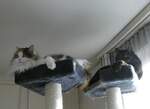 (259'142) - Katze Nymeria und Kater Shaggy in luftiger H�he am 6.