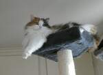 (259'143) - Katze Nymeria in luftiger H�he am 6.