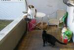 (259'476) - Nymeria und Shaggy auf der Terrasse am 19.