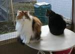 (259'479) - Nymeria und Shaggy auf dem Balkontischli am 19.