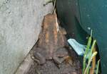 (263'256) - Frosch kam nach dem Rasenm�hen zum Vorschein am 29.