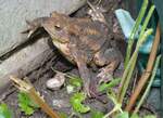 (263'258) - Frosch nach versuchtem Fluchtversuch am 29.
