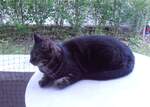 (277'976) - Shaggy auf der Terrasse am 22.