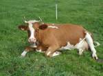 (129'276) - Simmentaler-Kuh in Wachseldorn am 4.