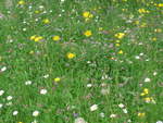 (193'693) - Blumenwiese am 3.