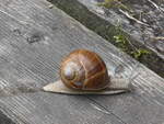 (226'773) - Schnecke am 25.