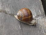 (226'774) - Schnecke am 25.