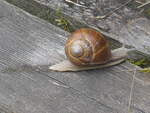 (226'775) - Schnecke am 25.