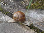 (226'776) - Schnecke am 25.