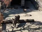(164'333) - Wildschweine am 31.