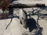 (164'334) - Wildschwein am 31.