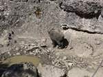 (164'335) - Wildschwein am 31.