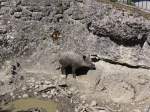 (164'336) - Wildschwein am 31.