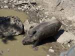 (164'339) - Wildschwein am 31.