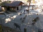 (164'350) - F�tterung der Wildschweine am 31.