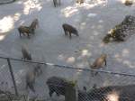 (164'351) - F�tterung der Wildschweine am 31.
