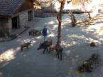 (164'354) - F�tterung der Wildschweine am 31.