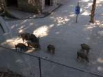 (164'355) - F�tterung der Wildschweine am 31.
