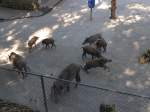 (164'356) - F�tterung der Wildschweine am 31.
