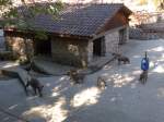 (164'357) - F�tterung der Wildschweine am 31.
