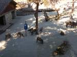 (164'358) - F�tterung der Wildschweine am 31.