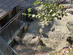 (164'360) - F�tterung der Wildschweine am 31. August 2015 im Tierpark Goldau