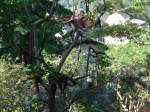 (164'362)- Waschb�ren auf dem Baum am 31. August 2015 im Tierpark Goldau