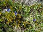 (145'942) - Alpenflora am Gotthardpass am 20.