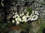 (145'951) - Alpenflora am Gotthardpass am 20.