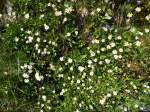 (145'958) - Alpenflora am Gotthardpass am 20.