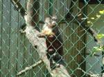 (145'748) - Affe im ZOO von Servion am 16.
