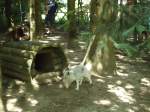 (145'768) - Polarfuchs im ZOO von Servion am 16.