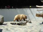 (145'769) - Syrischer B�r im ZOO von Servion am 16.