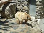 (145'770) - Syrischer B�r im ZOO von Servion am 16.