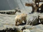 (145'771) - Syrischer B�r im ZOO von Servion am 16.