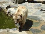 (145'772) - Syrischer B�r im ZOO von Servion am 16.