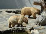 (145'773) - Syrische B�ren im ZOO von Servion am 16.