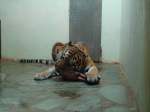 (145'784) - Tigerf�tterung im ZOO von Servion am 16.