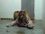 (145'785) - Tigerf�tterung im ZOO von Servion am 16. Juli 2013