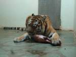 (145'787) - Tigerf�tterung im ZOO von Servion am 16. Juli 2013
