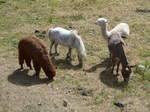 (181'594) - Lamas, Pony und Esel im Jurapark am 25.